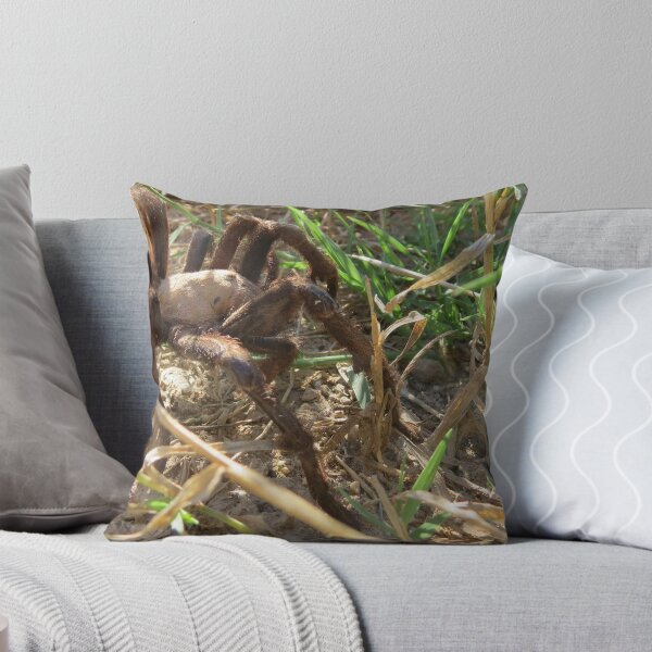 Item preview, Desert Tarantula~ Morning Stroll  designed and sold by Luck of the Shutter.