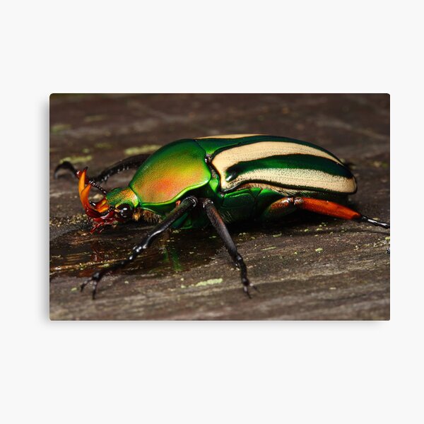 flower beetle Canvas Print