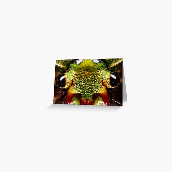 flower beetle 4 x Greeting Card
