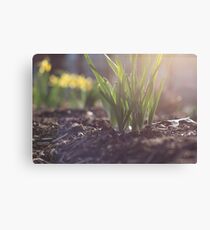 Spring Canvas Print