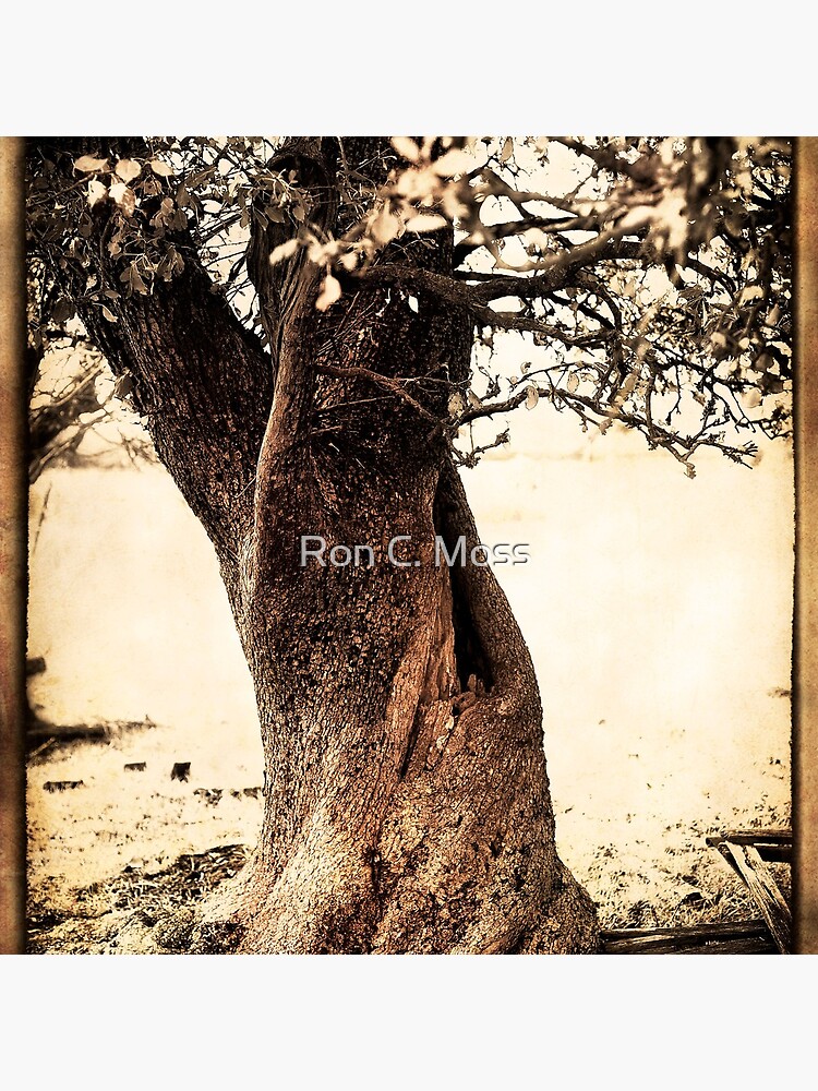 Twisted in Time by ronmoss