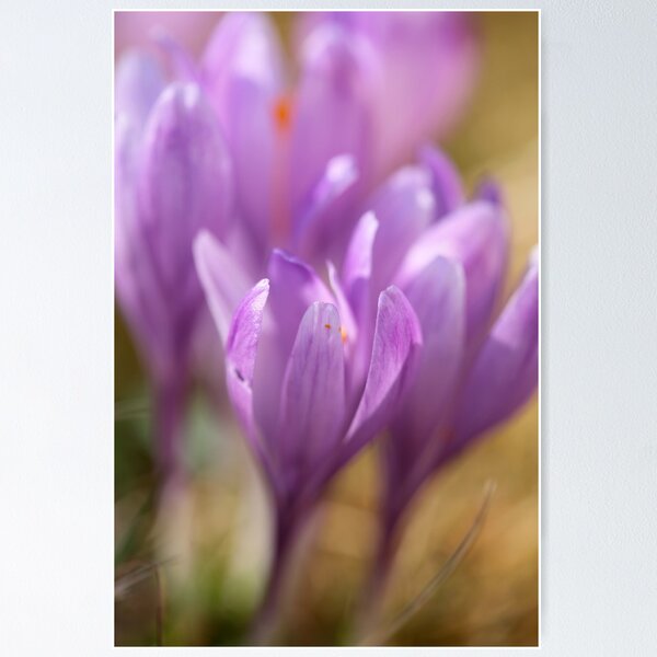 Aperçu de l'œuvre Crocus sativus  -  Gorce  Mountains Poland . by Brown Sugar . F** Views (691) . Favs(3) Dziękuję bardzo , Thanks a bunch !!! créée et vendue par © Andrzej Goszcz,M.D. Ph.D.