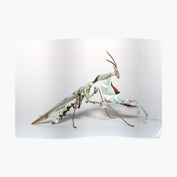 idolmantis (devilmantis) Poster