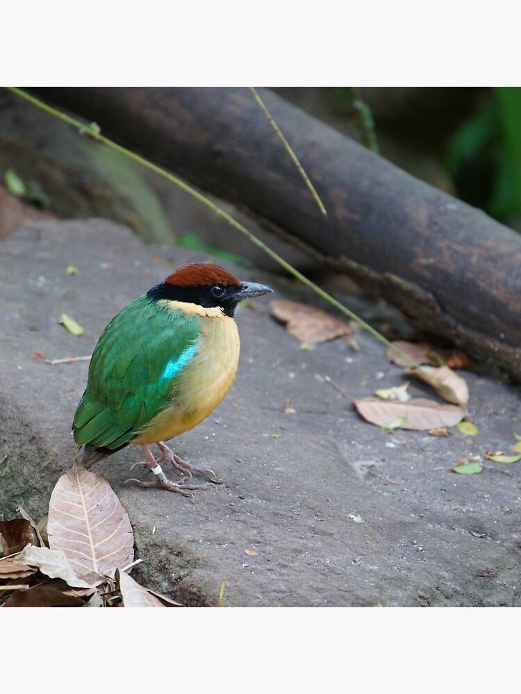 Noisy Pitta by rogersmith
