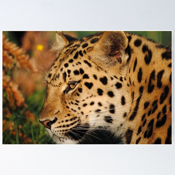 Aperçu de l'œuvre Amur Leopard créée et vendue par BeckyMP.