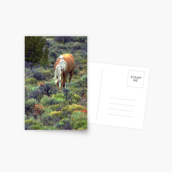 Mountain Meadow  Postcard