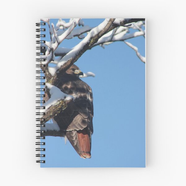 Item preview, Red Tailed Hawk in Winter designed and sold by elasita.