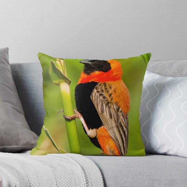 Item preview, Hang in there designed and sold by Anton Alberts.