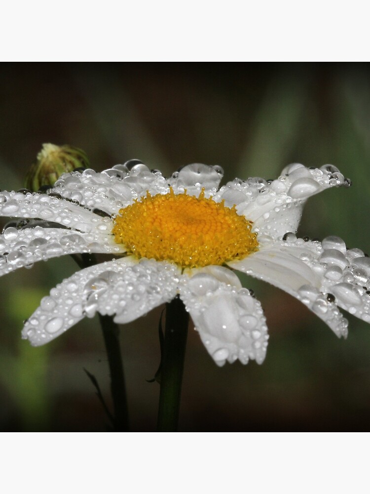 Thumbnail 2 of 2, Tote Bag, Daisy with dew drops designed and sold by theoddshot.