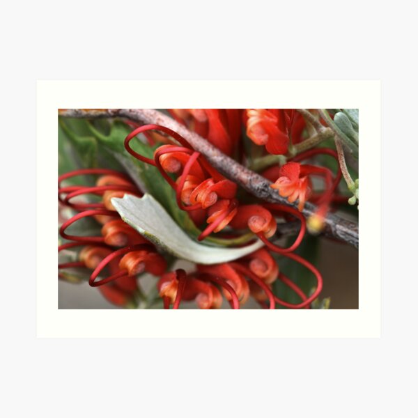 Grevillea variifolia Art Print