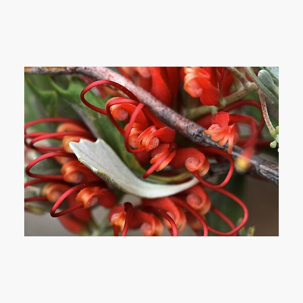 Grevillea variifolia Photographic Print