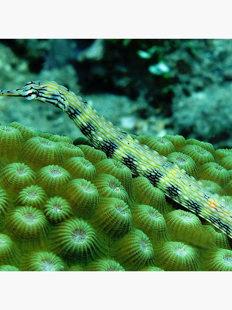 Pipefish on Favid by neoniphon