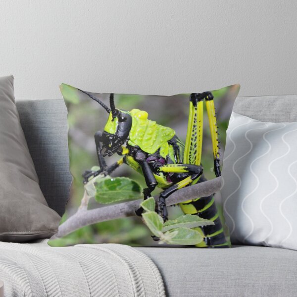 Artikelvorschau, Stinksprinkaan  - Phymateus leprosus - Toxic Milkweed Grasshopper entworfen und verkauft von Rina Greeff.