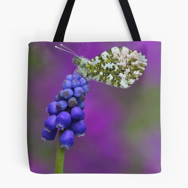 Item preview, Grape hyacinth Orange-tip  designed and sold by Gary Richardson.