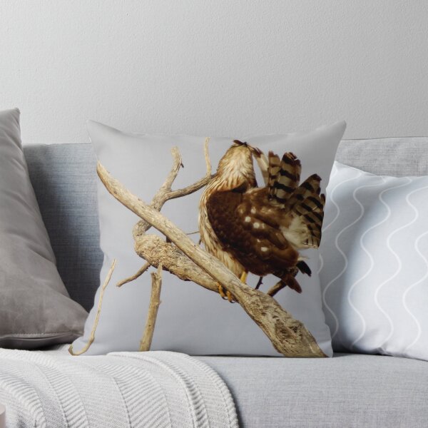 Item preview, Cooper's Hawk (Preening) designed and sold by Luck of the Shutter.