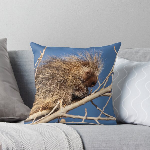 Item preview, Sleepy Porcupine designed and sold by Kim Barton.