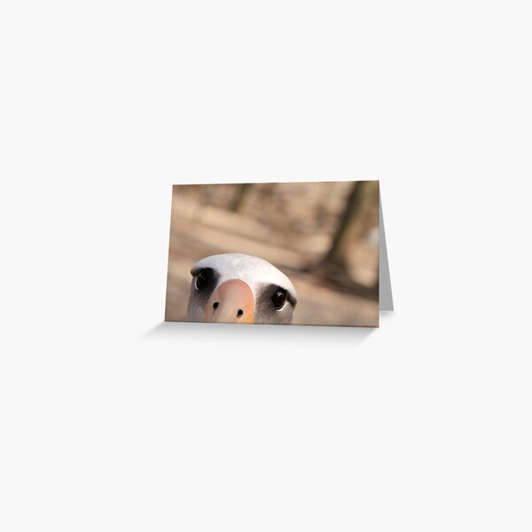 Curious Laysan Albatross Greeting Card