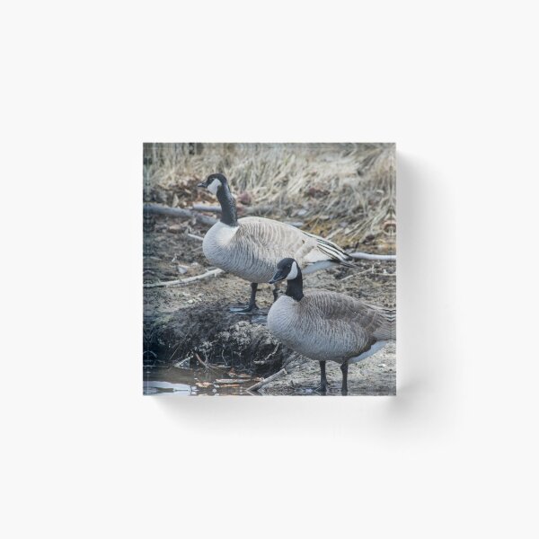 Item preview, Canada Geese  designed and sold by CanadianWild418.