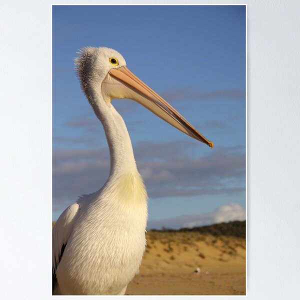 Item preview, Australian Pelican designed and sold by Catherine Whitehead.