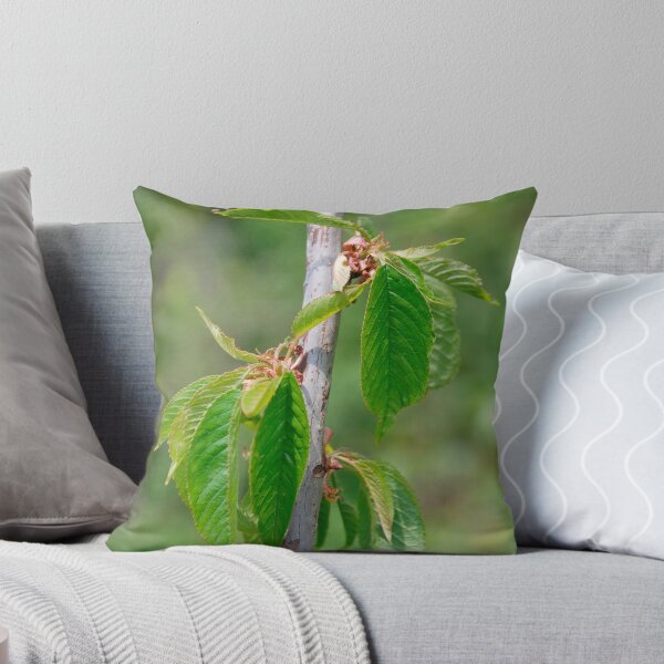 Item preview, Durone Nero di Vignola III Cherry Tree designed and sold by jojobob.