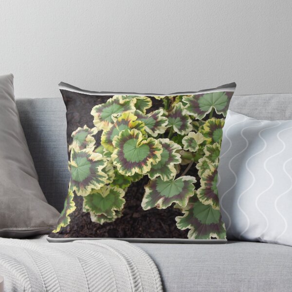 Item preview, OMD Plant Take designed and sold by Warren. A. Williams.