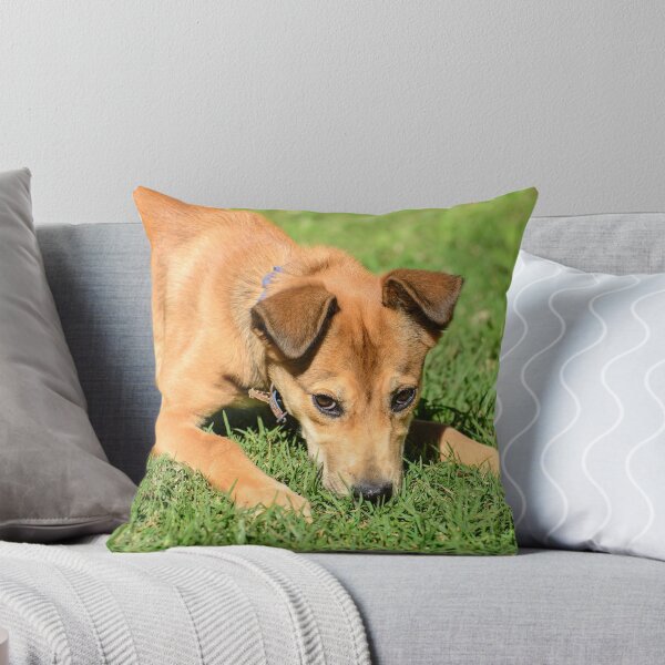 Item preview, Come and Get Me!!! designed and sold by Steve Randall.