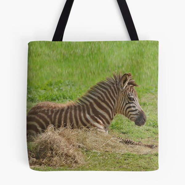 Item preview, Baby Zebra Resting designed and sold by Kathy Baccari.
