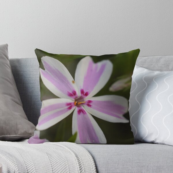 Item preview,  Candy Stripe Phlox designed and sold by LynyrdSky.