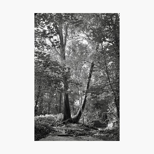Photographic Print
