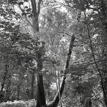 Artwork thumbnail, Inside the forest by Rafael López