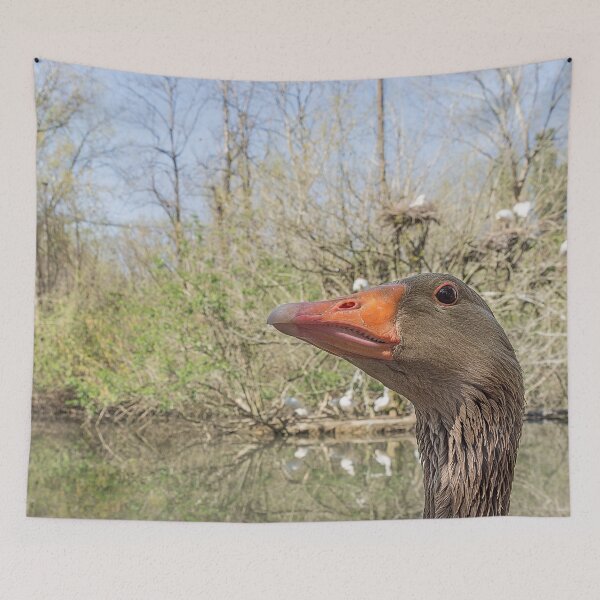 Item preview, Close up portrait of Greylag goose designed and sold by brambillasimone.