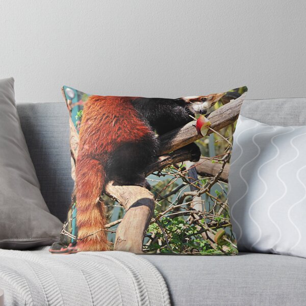 Item preview, Red Panda eating red apple designed and sold by amira.