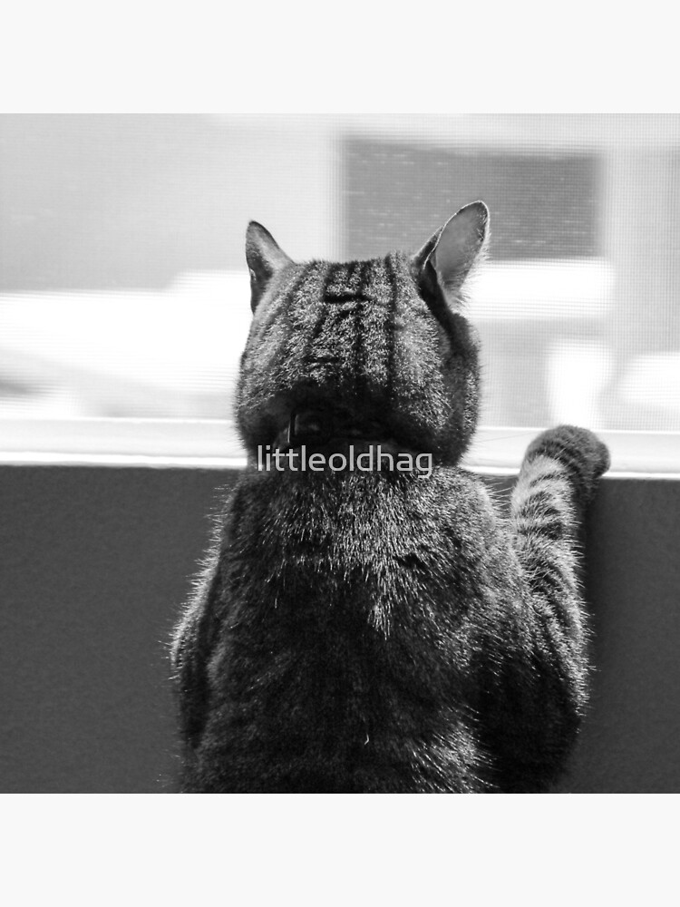 Thumbnail 4 of 4, Pillow, Schro at window 1 designed and sold by littleoldhag.