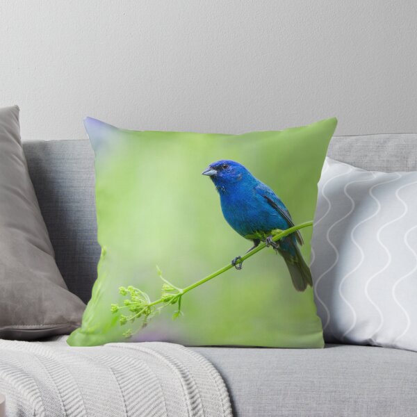 Item preview, Indigo Bunting...Not Feeling Blue! designed and sold by Daniel Cadieux.