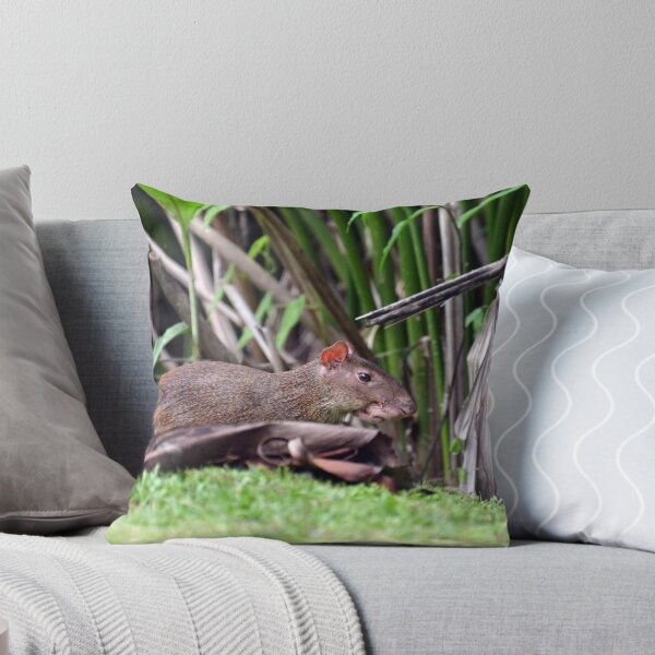 Item preview, I'm An Agouti designed and sold by Sauropod8.