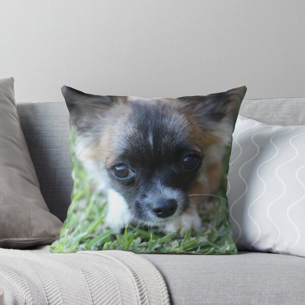 Item preview, Bella the playful chihuahua designed and sold by emsta.