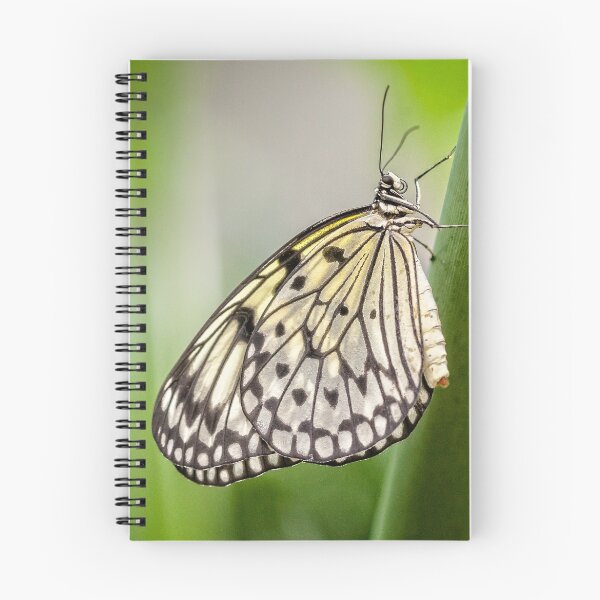 Item preview, Rice paper designed and sold by PhotosByHealy.