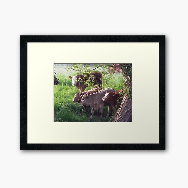 calves Framed Art Print