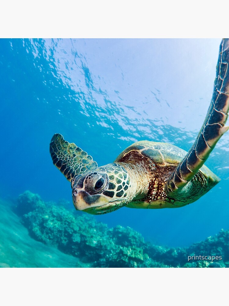 Green Sea Turtle over Reef by printscapes