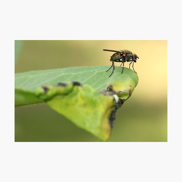 Item preview, Fly on Leaf designed and sold by Gary Horner.