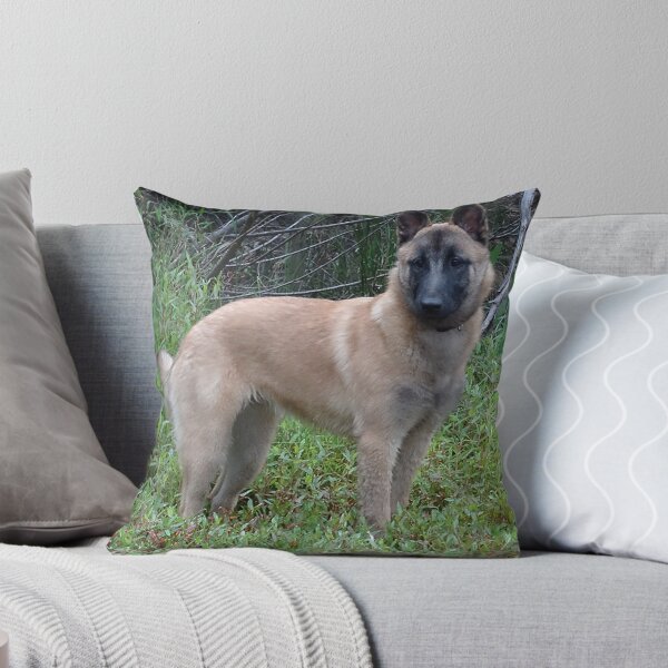 Item preview, Belgian Malinois youngster. designed and sold by Belgian Shepherd Dog Club of QLD Inc.