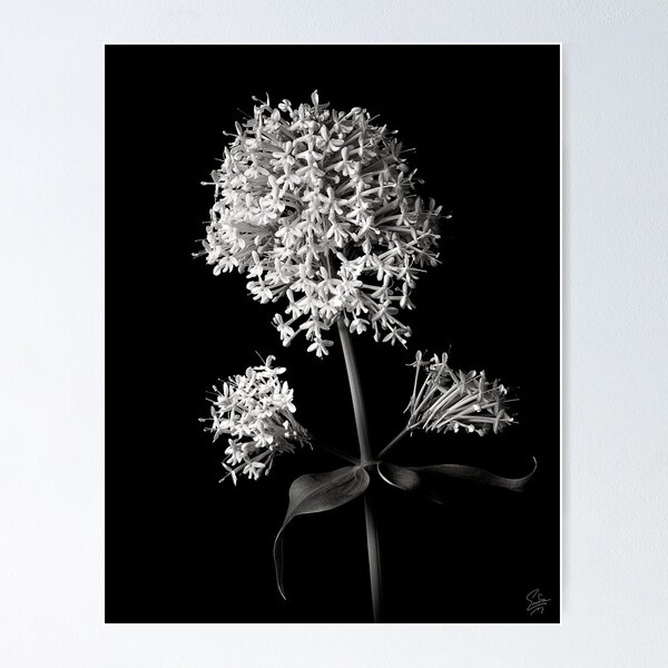 Item preview, Centranthus Ruber Albus in Black and White designed and sold by Endre.