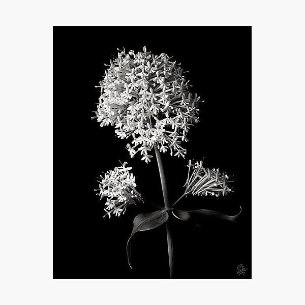 Item preview, Centranthus Ruber Albus in Black and White designed and sold by Endre.