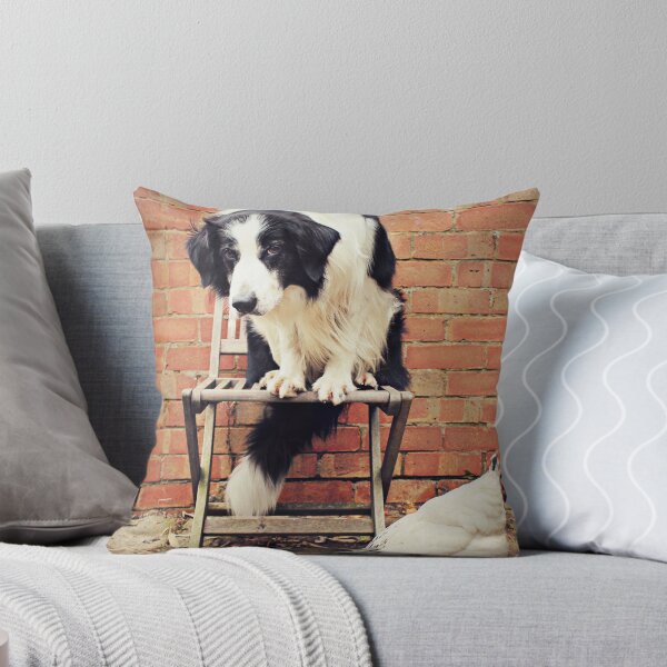 Item preview, Border Collie vs Chicken!  designed and sold by meg price.