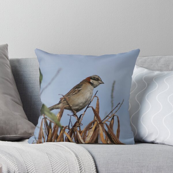 Aperçu de l'œuvre Rufous Collared Sparrow créée et vendue par rhamm.