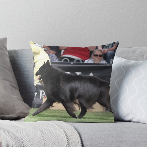 Item preview, Belgian Groenendael in the show ring. designed and sold by Belgian Shepherd Dog Club of QLD Inc.