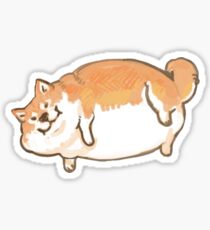 chonky shiba inu