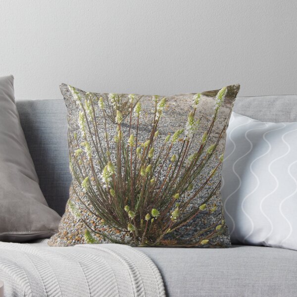 Item preview, Wildflowers    Lesueur N.P.  Jurien Bay designed and sold by PeterJF.