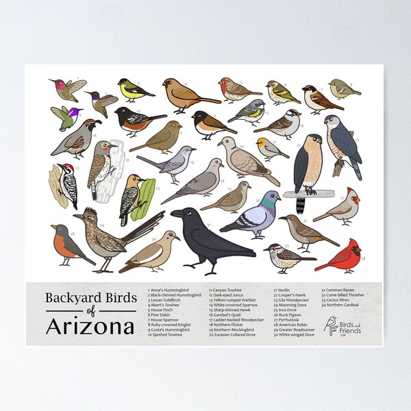 Item preview, Arizona - Backyard Birds of Arizona Field Guide Print - Bird Art - BirdsandFriends.co designed and sold by BirdsandFriends.