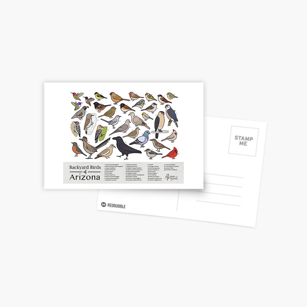 Arizona - Backyard Birds of Arizona Field Guide Print - Bird Art - BirdsandFriends.co Photographic Print